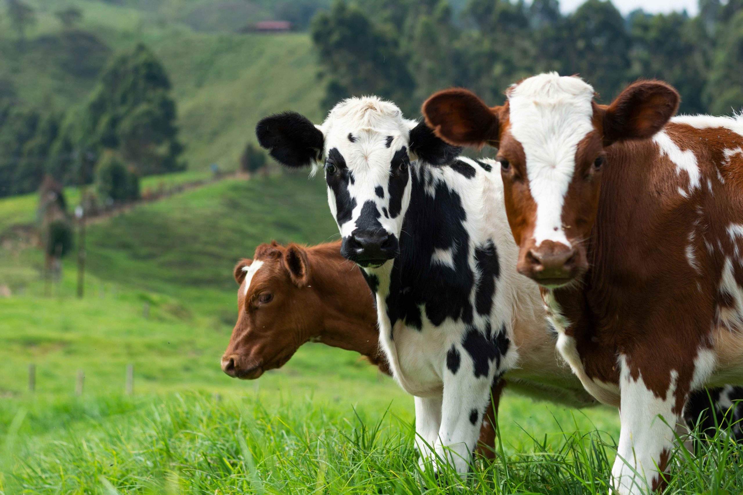 Livestock